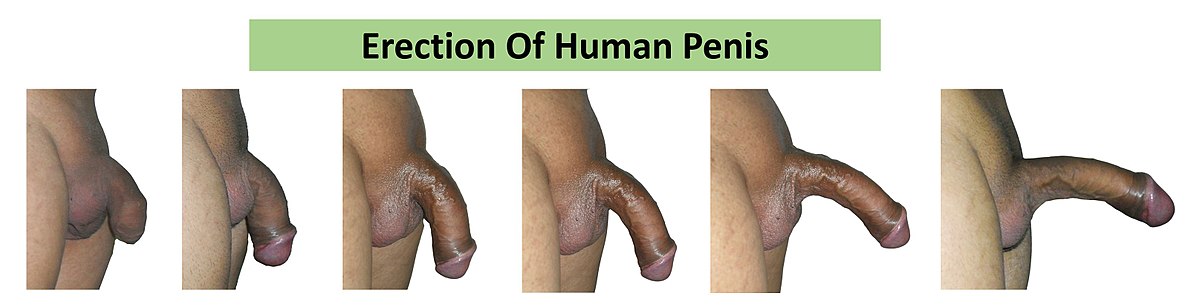Průběh erekce lidského penisu