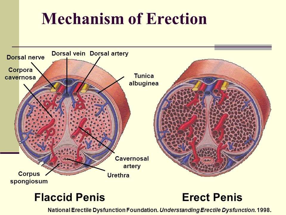 Co se děje v penisu při erekci